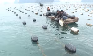 Tiến độ xoá phao xốp còn chậm