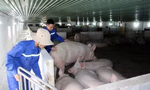 Ứng dụng KHCN trong chăn nuôi