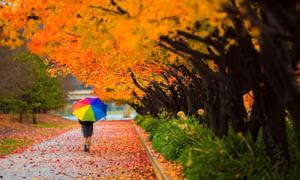 Lá mùa thu 'nhuộm màu' thủ đô Australia