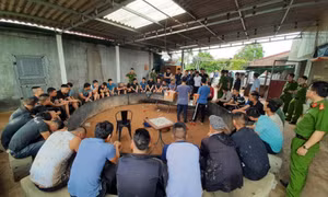Đột kích trường gà "núp bóng" trang trại