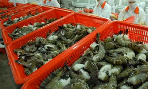 Hàng Việt thích ứng ‘tiêu chuẩn xanh’ của thị trường EU