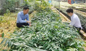 Gieo ươm, bảo tồn tốt nguồn gen thực vật quý hiếm tại Vườn Quốc gia Bái Tử Long