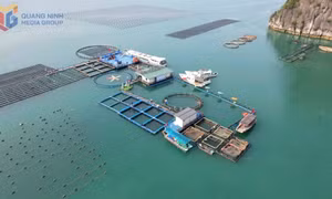 Hành động quyết liệt để gỡ “thẻ vàng" IUU