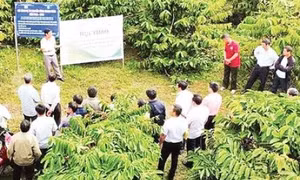 Tái cấu trúc chuỗi giá trị nông nghiệp
