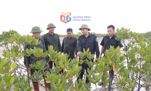 Giữ màu xanh cho những cánh rừng ngập mặn