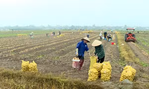 Mở rộng diện tích trồng khoai tây Atlantic
