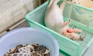 Vụ nhà hàng mua tê tê, xẻ thịt phục vụ thực khách: Khởi tố thêm chồng của chủ nhà hàng