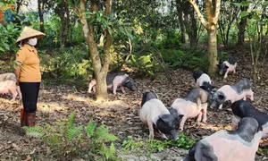 Chuyện nữ doanh nhân vùng biên chuyển hướng nuôi lợn