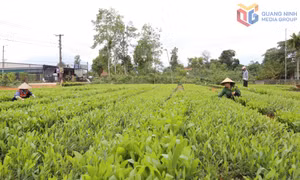 Nâng cao chất lượng các tiêu chí nông thôn mới