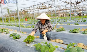 Triển khai Nghị quyết 68 bài bản, sát thực tiễn