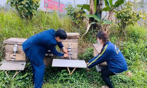 Tăng giá trị sản phẩm từ ong Việt Nam