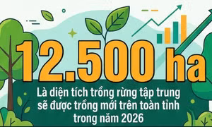 12.500ha - là diện tích trồng rừng tập trung sẽ được trồng mới trên toàn tỉnh trong năm 2026