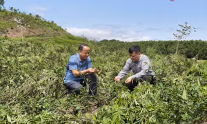 Đường Hoa: Từng bước nâng giá trị cây chè