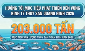 203.000 tấn - là mục tiêu sản lượng thuỷ sản toàn tỉnh năm 2026 của ngành Nông nghiệp Quảng Ninh