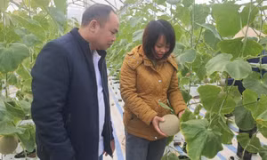 Nông dân tích cực ứng dụng sản xuất hiện đại
