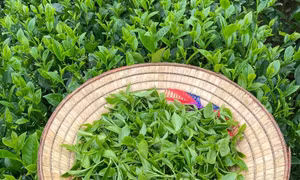 Xuất khẩu chè: Nâng chuẩn chất lượng, kiến tạo giá trị