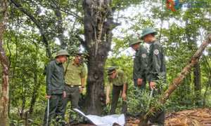 Đảm bảo quản lý, sử dụng hiệu quả tài nguyên rừng