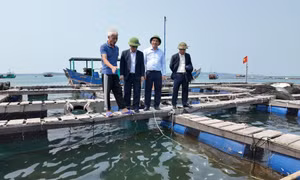 Đặc khu Cô Tô: Hướng tới nuôi trồng thủy sản bền vững