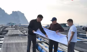 Để nuôi biển phát triển ổn định, bền vững