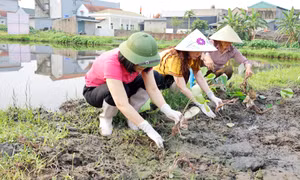 Phường Móng Cái 2: Trồng sen hữu cơ gắn với phát triển du lịch trải nghiệm
