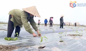 Khí thế sản xuất đầu xuân trên những cánh đồng