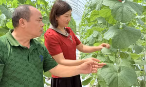 Hội Nông dân tỉnh: Đồng hành, hỗ trợ toàn diện cho hội viên