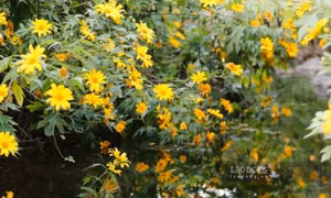 Mùa hoa dã quỳ nhuộm vàng những triền đồi ở Điện Biên