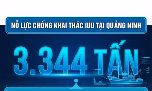 3.344 tấn - là tổng sản lượng hải sản khai thác của tỉnh Quảng Ninh được kiểm soát từ đầu năm đến nay