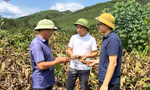  Phát triển chuỗi nông sản chủ lực