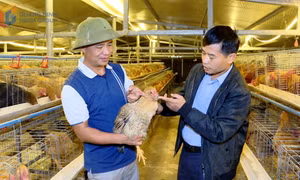 Bảo tồn giống gà bản địa Đầm Hà