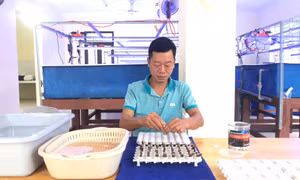 Thực nghiệm sinh sản san hô bằng phương pháp phân vi mảnh trong điều kiện nhân tạo