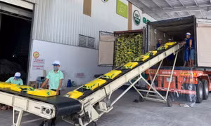 Ứng phó áp lực thị trường lúa gạo cuối năm