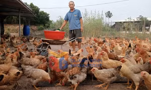Nông thôn mới (xã Đông Ngũ)