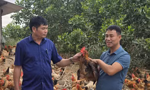 Hiệu quả từ liên kết phát triển kinh tế nông nghiệp
