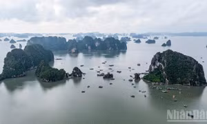 Lý giải động lực khiến lượng khách Australia đến Việt Nam tăng mạnh