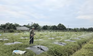 Xã Đầm Hà tìm đột phá cho phát triển kinh tế