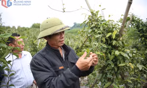 Nhiều mô hình phát triển kinh tế nông thôn hiệu quả