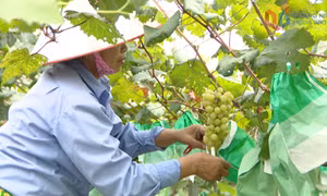 Ứng dụng công nghệ cao trong nông nghiệp ở vùng đất Đệ tứ Chiến khu