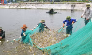 Nông nghiệp Quảng Ninh vững vàng mục tiêu tăng trưởng 4%