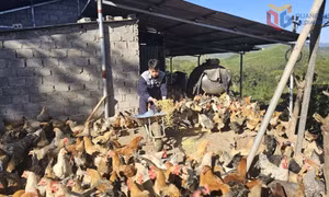 Tiên Yên phát triển thế mạnh nông, lâm nghiệp