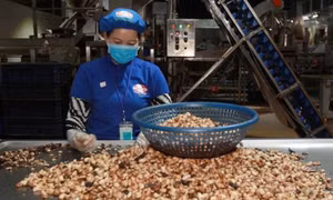 Hạt điều Việt Nam: Từ xuất khẩu thô đến cơ hội sữa hạt tại Mỹ