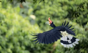 Lạc vào hoang dã Borneo, hòn đảo lớn thứ 3 thế giới