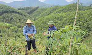 Xã Quảng Tân đa dạng hóa cơ cấu cây trồng