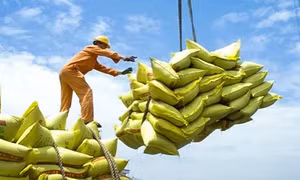 Việt Nam thu về 2,34 tỷ USD nhờ xuất khẩu gạo