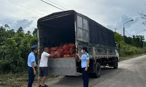 Liên tục bắt giữ gần 17 tấn ngao, hàu không rõ nguồn gốc 