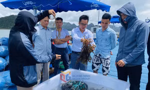 Xây dựng chuỗi giá trị khép kín rong sụn xuất khẩu bền vững
