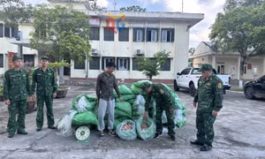 Bắt giữ hơn nửa tấn chân gà đông lạnh không rõ nguồn gốc