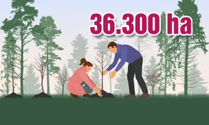 36.300 ha - là diện tích rừng trồng trên toàn tỉnh đã được cấp chứng chỉ quản lý rừng bền vững FSC
