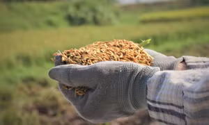 Xuất khẩu gạo: Giữ đà cạnh tranh với Thái Lan