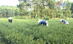 Xây dựng nông thôn mới ở Hải Hà